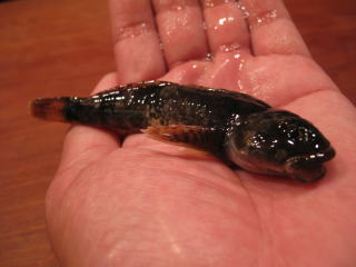 �⋛�@�⋛�����@�⋛����